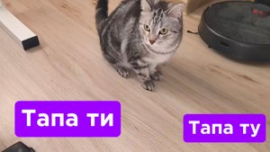 Кошка в непонятках