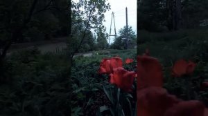 Внесении цветочки 30.05.2025 Республика Карелия.