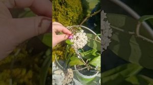 Цветение хойи
