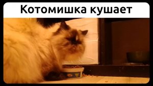 Котомишка кушает. 3 января 2021.