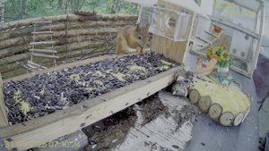 Ранний завтрак- белочки уже друг за другом бегут