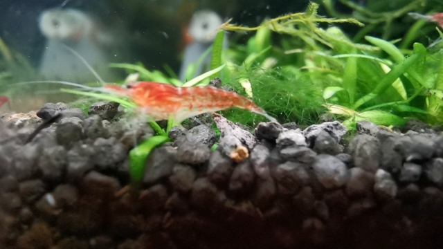 Аквариумные креветки смотреть онлайн