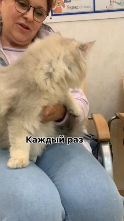 А как часто ваши котики делают тыгыдык?