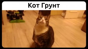 Кот Грунт. 3 января 2021.