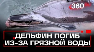 Дельфин погиб в бухте Севастополя после сброса в воду канализационных стоков