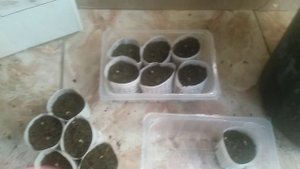 Прорастить рассаду перца паприка, сначала подготовьте семена, затем посейте их в грунт