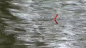 Рыбалка. Ловля карася на течении с берега. My fishing