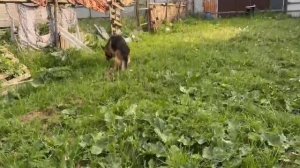 Арчи