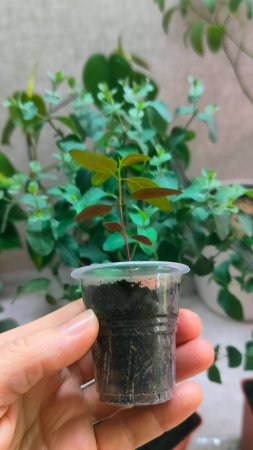 ВЫБОР КАШПО ДЛЯ РАССАДЫ ЭВКАЛИПТА #plants #эвкалиптыдома #garden