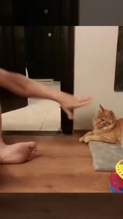 Фокус для кота Подборка