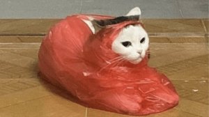 Приколы с котами! Смешные коты - Самые смешные животные С ОЗВУЧКОЙ! Ржака!!