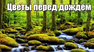 Цветы перед дождём