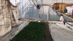 Теплиця і як допомагає вентилятор розганяти тепло. Оп?