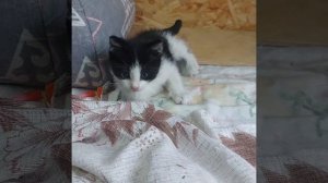 Котенок мальчик 1,5 месяца