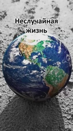 Неслучайная жизнь