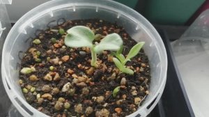 Кактусы и суккуленты из семян: день 23. Что вырастет из самой крупной семечки?