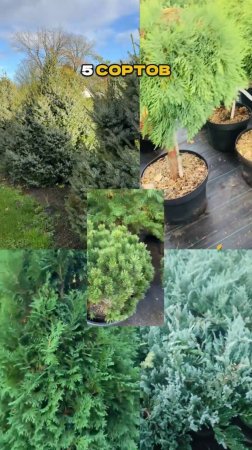 Компактные, Как Надо: Хвойные Без Хлопот🌲✅