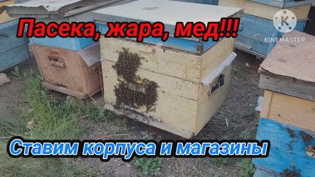 Пасека, жара, мед! Ставим корпуса и магазины.