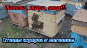 Пасека, жара, мед! Ставим корпуса и магазины.