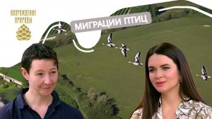 Миграция птиц | Наша природа с Натальей Торнквист