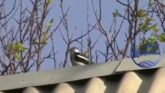 Дятел террорист. Дятел падла😡 смотреть онлайн