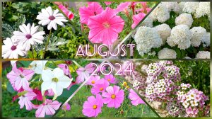 Лето 2024 |Цветы в саду | Август, вторая половина месяца || Full HD