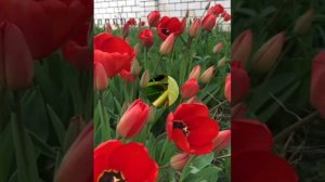 Венера Нигматуллина - Матурлыҡ, мөхәббәт, изгелек❤💐🌷🌹