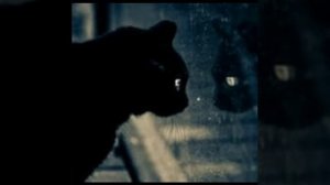 Одинокий кот 😿