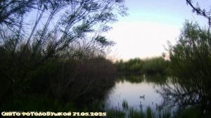 Фотоловушка 31.05.2025