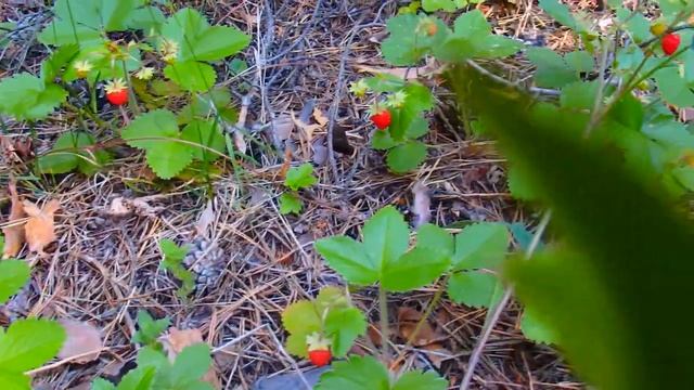 Лесная Земляника ! Вкус детства  земляника с молоком !