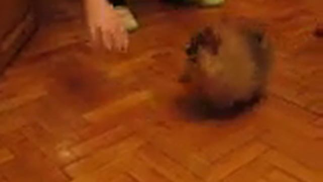 Маленький Шпиц смотреть онлайн