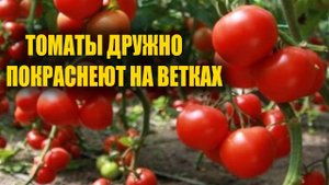 Томаты покраснеют быстро! Главный секрет ускоренного дозревания томатов на кусту!