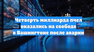 Четверть миллиарда пчел оказались на свободе в Вашингтоне после аварии