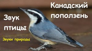 Звук птицы. канадский поползень. Звуки природы