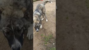 щенки знакомство с отцом
