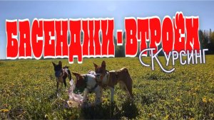 БАСЕНДЖИ КУРСИНГ ВТРОЁМ - ЛЕТЯЩЕЙ ПОХОДКОЙ FPV