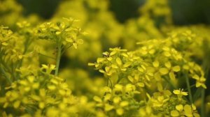 Свербига и её обитатели 🐝