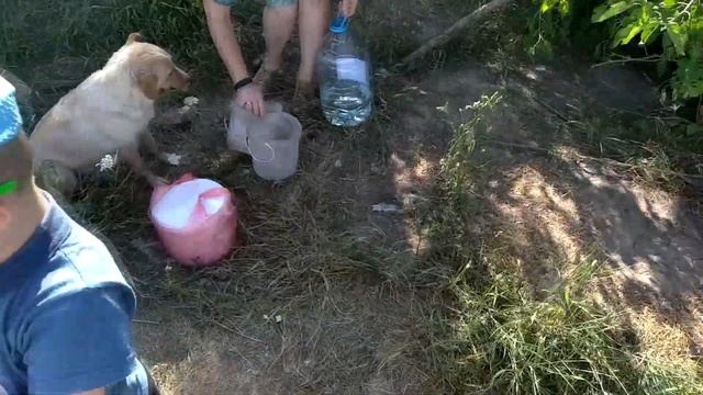 #animals that asked for help.Young mom dogs are very thirsty and hungry. Ukraine. Собачки хотят пит смотреть онлайн