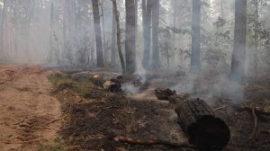 В Липецке ввели режим ЧС районного масштаба из-за пожара в заповеднике