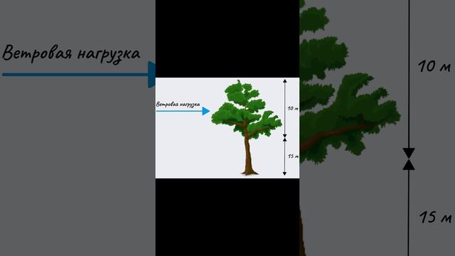 Какая сила требуется, чтобы сломать дерево?