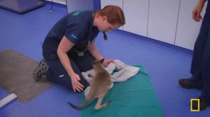 Wildlife ER: Koala Chaos | S1 MEGA EPISODE | Nat Geo Animals