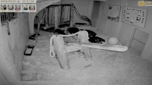 Сон все таки наступил.Медвежата довольны