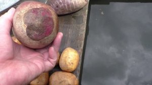 Мои корнеплоды из погреба на первое июня