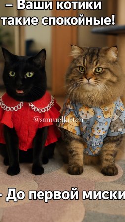 Как думаете, кто победил?😹 #котики #юмор #бэтмен