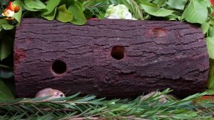 Видео для кошек про крысок развлекать питомцев 🐭🐀😂 (137)