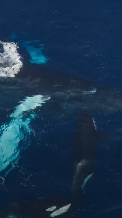 Talk about a well orca-strated mission. | OceanXplorers