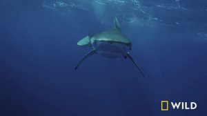 Sharks: King of the Ocean | MEGA EPISODE Epic Battle Compilation | Marine Predators | Nat Geo WILD