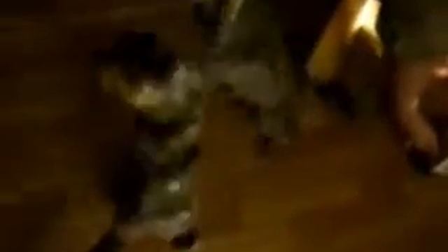 Триада feat. Градусы - как кошка с собакой смотреть онлайн