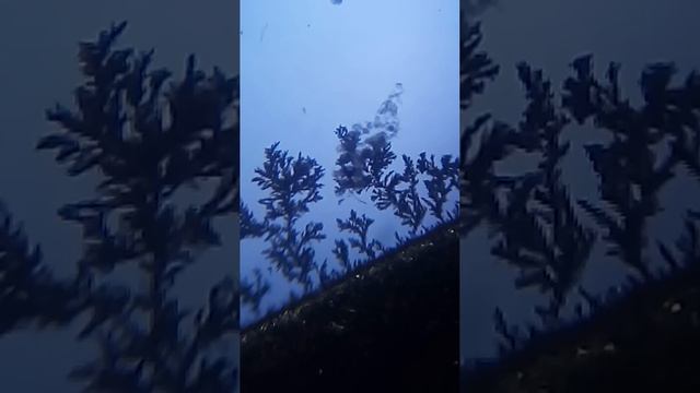 Разрушение серебрянных дендритов диффузным потоком