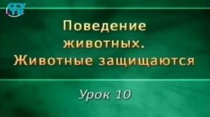 Животные защищаются. Урок 10. Коллективная самооборона